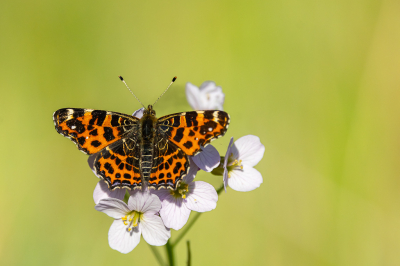 <i class='fa fa-user'></i>&nbsp;David&nbsp;|  Landkaartje&nbsp; <i class='fa fa-eye'>&nbsp;16</i> &nbsp; <i class='fa fa-comment-o'>&nbsp;1</i>