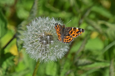 <i class='fa fa-user'></i>&nbsp;kooyammers&nbsp;|  Landkaartje&nbsp; <i class='fa fa-eye'>&nbsp;15</i> &nbsp;<i class='fa fa-thumbs-up'>&nbsp;1</i> &nbsp; <i class='fa fa-comment-o'>&nbsp;2</i>