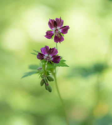 Nature picture: 1. Donkere Ooievaarsbek