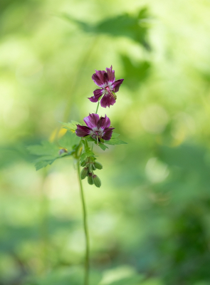 <i class='fa fa-user'></i>&nbsp;Tim Oord&nbsp;|  Donkere Ooievaarsbek&nbsp; <i class='fa fa-eye'>&nbsp;22</i> &nbsp; <i class='fa fa-comment-o'>&nbsp;0</i>