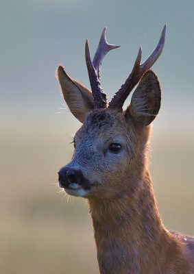 Nature picture: 1. Ree