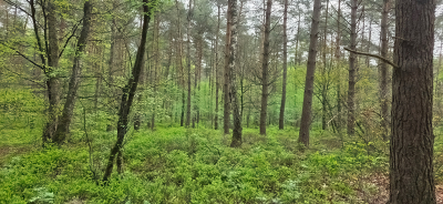 <i class='fa fa-user'></i>&nbsp;guidomwm&nbsp;|  Landschap met bosbes struiken&nbsp; <i class='fa fa-eye'>&nbsp;15</i> &nbsp; <i class='fa fa-comment-o'>&nbsp;0</i>