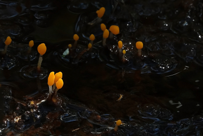 <i class='fa fa-user'></i>&nbsp;nelappelmelk&nbsp;|  Beekmijtertje&nbsp; <i class='fa fa-eye'>&nbsp;9</i> &nbsp; <i class='fa fa-comment-o'>&nbsp;0</i>