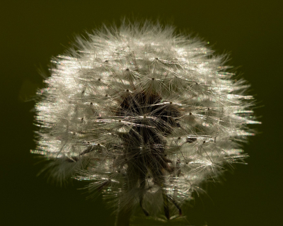 <i class='fa fa-user'></i>&nbsp;Truus Aletta Maan&nbsp;|  Paardenbloem&nbsp; <i class='fa fa-eye'>&nbsp;6</i> &nbsp; <i class='fa fa-comment-o'>&nbsp;0</i>