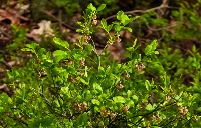 <i class='fa fa-user'></i>&nbsp;guidomwm&nbsp;|  Blauwe Bosbes&nbsp; <i class='fa fa-eye'>&nbsp;10</i> &nbsp; <i class='fa fa-comment-o'>&nbsp;0</i>