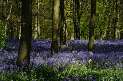 <i class='fa fa-user'></i>&nbsp;hesterb&nbsp;|  Bosje met hyacintenblauw&nbsp; <i class='fa fa-eye'>&nbsp;12</i> &nbsp; <i class='fa fa-comment-o'>&nbsp;0</i>