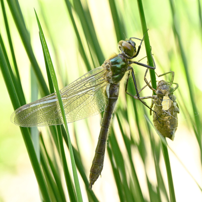 <i class='fa fa-user'></i>&nbsp;Eric Gibcus&nbsp;|  Metaalglanslibel&nbsp; <i class='fa fa-eye'>&nbsp;11</i> &nbsp; <i class='fa fa-comment-o'>&nbsp;0</i>