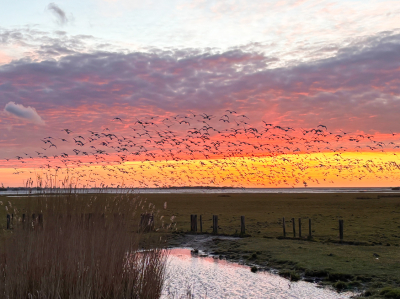 <i class='fa fa-user'></i>&nbsp;Jacolienl&nbsp;|  Zonsondergang met Ganzen&nbsp; <i class='fa fa-eye'>&nbsp;4</i> &nbsp; <i class='fa fa-comment-o'>&nbsp;0</i>