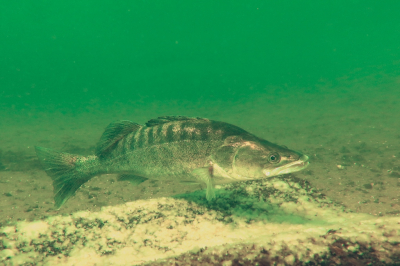 <i class='fa fa-user'></i>&nbsp;Vincent Rijnbende&nbsp;|  Snoekbaars&nbsp; <i class='fa fa-eye'>&nbsp;14</i> &nbsp; <i class='fa fa-comment-o'>&nbsp;0</i>