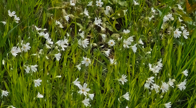 <i class='fa fa-user'></i>&nbsp;guidomwm&nbsp;|  Grote Muur&nbsp; <i class='fa fa-eye'>&nbsp;16</i> &nbsp; <i class='fa fa-comment-o'>&nbsp;0</i>