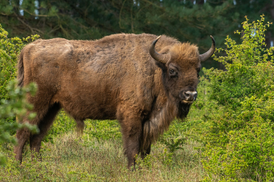 <i class='fa fa-user'></i>&nbsp;Eef Kieft&nbsp;|  Wisent&nbsp; <i class='fa fa-eye'>&nbsp;10</i> &nbsp; <i class='fa fa-comment-o'>&nbsp;1</i>