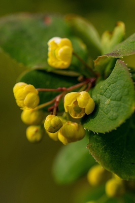 <i class='fa fa-user'></i>&nbsp;Eef Kieft&nbsp;|  Zuurbes&nbsp; <i class='fa fa-eye'>&nbsp;26</i> &nbsp; <i class='fa fa-comment-o'>&nbsp;2</i>