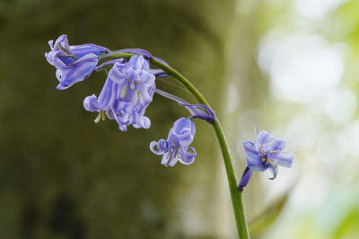 <i class='fa fa-user'></i>&nbsp;hesterb&nbsp;|  Wilde Hyacint&nbsp; <i class='fa fa-eye'>&nbsp;22</i> &nbsp; <i class='fa fa-comment-o'>&nbsp;2</i>