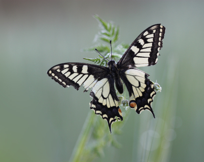 Nature picture: 1. Koninginnenpage