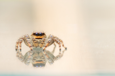 <i class='fa fa-user'></i>&nbsp;daan de vos&nbsp;|  Schorsmarpissa&nbsp; <i class='fa fa-eye'>&nbsp;47</i> &nbsp; <i class='fa fa-comment-o'>&nbsp;4</i>