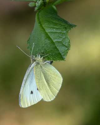 <i class='fa fa-user'></i>&nbsp;Johan van Gurp&nbsp;|  Klein Koolwitje&nbsp; <i class='fa fa-eye'>&nbsp;28</i> &nbsp;<i class='fa fa-thumbs-up'>&nbsp;2</i> &nbsp; <i class='fa fa-comment-o'>&nbsp;3</i>