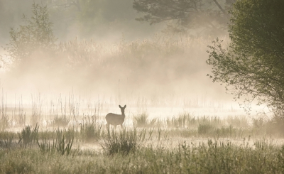 <i class='fa fa-user'></i>&nbsp;nelappelmelk&nbsp;|  Mistlandschap met ree&nbsp; <i class='fa fa-eye'>&nbsp;20</i> &nbsp;<i class='fa fa-thumbs-up'>&nbsp;1</i> &nbsp; <i class='fa fa-comment-o'>&nbsp;2</i>