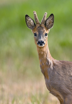 <i class='fa fa-user'></i>&nbsp;Eric Gibcus&nbsp;|  Ree&nbsp; <i class='fa fa-eye'>&nbsp;12</i> &nbsp; <i class='fa fa-comment-o'>&nbsp;0</i>