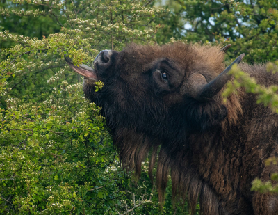 <i class='fa fa-user'></i>&nbsp;Eef Kieft&nbsp;|  Wisent&nbsp; <i class='fa fa-eye'>&nbsp;11</i> &nbsp; <i class='fa fa-comment-o'>&nbsp;0</i>