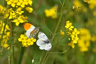 <i class='fa fa-user'></i>&nbsp;kooyammers&nbsp;|  Oranjetipje&nbsp; <i class='fa fa-eye'>&nbsp;18</i> &nbsp; <i class='fa fa-comment-o'>&nbsp;0</i>