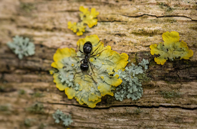 <i class='fa fa-user'></i>&nbsp;Eef Kieft&nbsp;|  Glanzende Houtmier&nbsp; <i class='fa fa-eye'>&nbsp;12</i> &nbsp; <i class='fa fa-comment-o'>&nbsp;0</i>