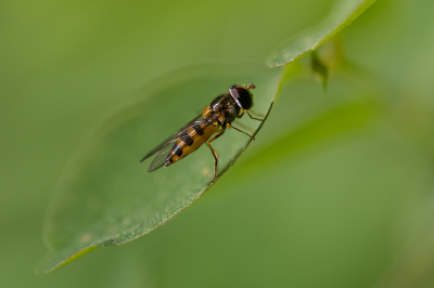 <i class='fa fa-user'></i>&nbsp;Willem Verhagen&nbsp;|  Zwarthaarbandzweefvlieg&nbsp; <i class='fa fa-eye'>&nbsp;15</i> &nbsp; <i class='fa fa-comment-o'>&nbsp;2</i>