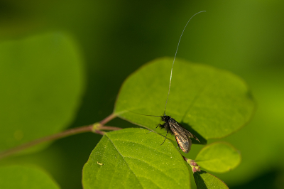 <i class='fa fa-user'></i>&nbsp;Willem Verhagen&nbsp;|  Smaragdlangsprietmot&nbsp; <i class='fa fa-eye'>&nbsp;10</i> &nbsp; <i class='fa fa-comment-o'>&nbsp;0</i>