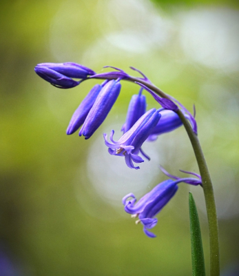 <i class='fa fa-user'></i>&nbsp;hesterb&nbsp;|  Wilde Hyacint&nbsp; <i class='fa fa-eye'>&nbsp;19</i> &nbsp; <i class='fa fa-comment-o'>&nbsp;0</i>