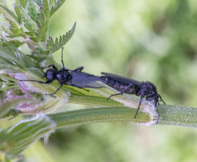 <i class='fa fa-user'></i>&nbsp;Tim Oord&nbsp;|  Rouwvlieg&nbsp; <i class='fa fa-eye'>&nbsp;30</i> &nbsp;<i class='fa fa-thumbs-up'>&nbsp;2</i> &nbsp; <i class='fa fa-comment-o'>&nbsp;1</i>