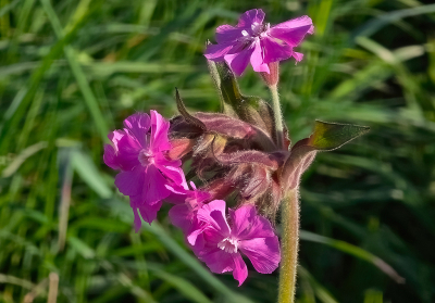 Mooie zonnige morgen tijdens de ochtendwandeling. langs de Broekdijk altijd wel wat te zien. Ook ree�n maar veel te ver weg. De koekoeksbloem was wat makkelijker te benaderen ondanks ongelijk terrein.