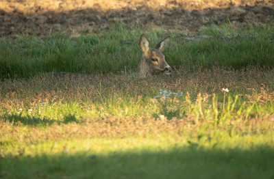 <i class='fa fa-user'></i>&nbsp;Truus Aletta Maan&nbsp;|  Ree&nbsp; <i class='fa fa-eye'>&nbsp;16</i> &nbsp; <i class='fa fa-comment-o'>&nbsp;0</i>