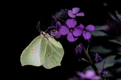 <i class='fa fa-user'></i>&nbsp;Johan van Gurp&nbsp;|  Citroenvlinder&nbsp; <i class='fa fa-eye'>&nbsp;20</i> &nbsp;<i class='fa fa-thumbs-up'>&nbsp;1</i> &nbsp; <i class='fa fa-comment-o'>&nbsp;1</i>