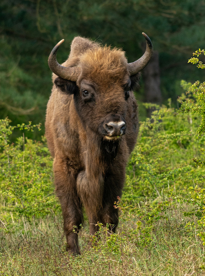 <i class='fa fa-user'></i>&nbsp;Eef Kieft&nbsp;|  Wisent&nbsp; <i class='fa fa-eye'>&nbsp;18</i> &nbsp; <i class='fa fa-comment-o'>&nbsp;0</i>