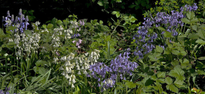 Een overzicht van de aantallen hyacinten die in het bos vlakbij groeien.
Weer eens wat anders dan een portret.