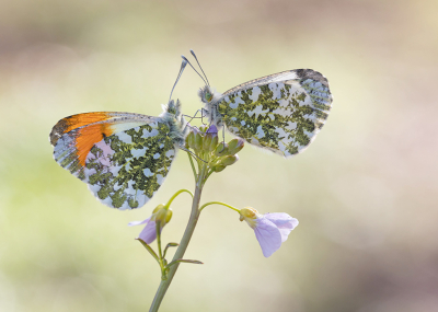 Nature picture: 1. Oranjetipje