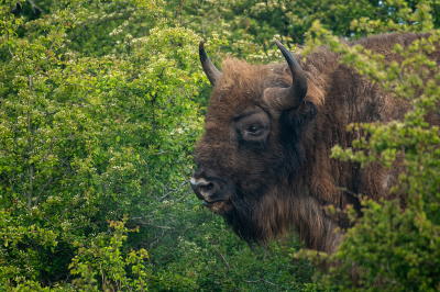 <i class='fa fa-user'></i>&nbsp;Eef Kieft&nbsp;|  Wisent&nbsp; <i class='fa fa-eye'>&nbsp;11</i> &nbsp; <i class='fa fa-comment-o'>&nbsp;0</i>