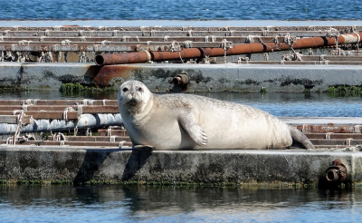 <i class='fa fa-user'></i>&nbsp;ko katsman&nbsp;|  Gewone Zeehond&nbsp; <i class='fa fa-eye'>&nbsp;22</i> &nbsp; <i class='fa fa-comment-o'>&nbsp;0</i>