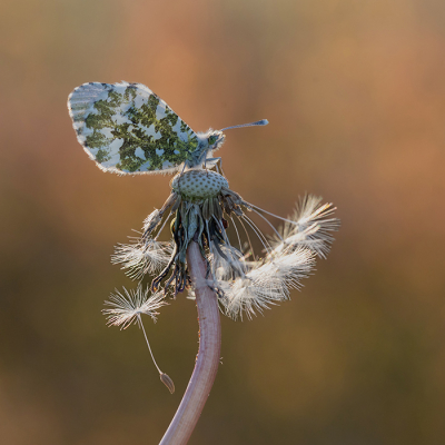 Nature picture: 1. Oranjetipje