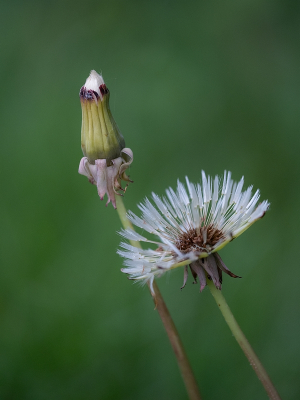 <i class='fa fa-user'></i>&nbsp;Tim Oord&nbsp;|  Paardenbloem&nbsp; <i class='fa fa-eye'>&nbsp;17</i> &nbsp; <i class='fa fa-comment-o'>&nbsp;2</i>