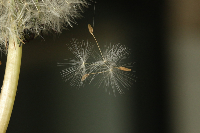 <i class='fa fa-user'></i>&nbsp;frbeuming&nbsp;|  Paardenbloem&nbsp; <i class='fa fa-eye'>&nbsp;13</i> &nbsp; <i class='fa fa-comment-o'>&nbsp;1</i>
