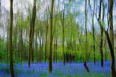 <i class='fa fa-user'></i>&nbsp;hesterb&nbsp;|  Beweegfoto van blauw bosje&nbsp; <i class='fa fa-eye'>&nbsp;32</i> &nbsp; <i class='fa fa-comment-o'>&nbsp;2</i>