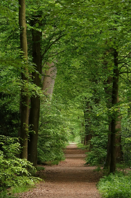<i class='fa fa-user'></i>&nbsp;Tineke Strijbosch&nbsp;|  Beuken in het Asserbos&nbsp; <i class='fa fa-eye'>&nbsp;19</i> &nbsp; <i class='fa fa-comment-o'>&nbsp;1</i>
