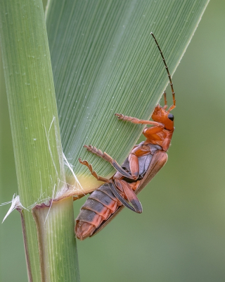 Nature picture: 1. Bleekgele weekschildkever