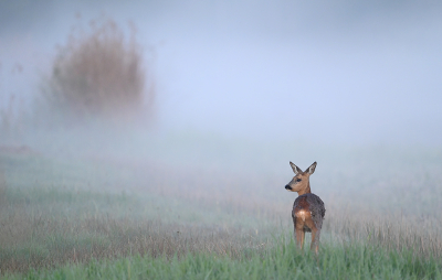 Nature picture: 1. Ree