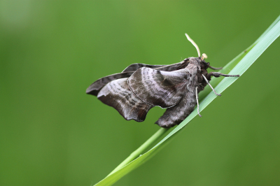 Nature picture: 1. Pauwoogpijlstaart