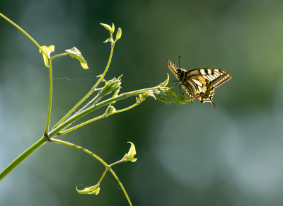 Nature picture: 1. Koninginnenpage