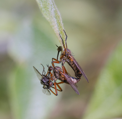 Nature picture: 1. Zilvervlekdansvlieg