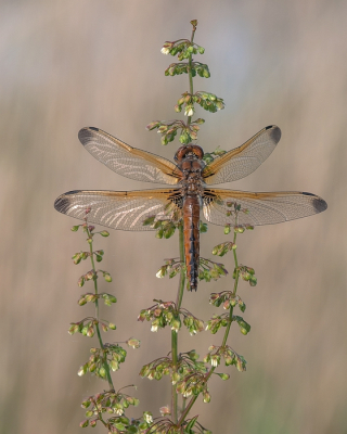Nature picture: 1. Bruine Korenbout