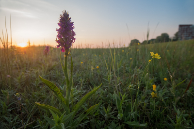 <i class='fa fa-user'></i>&nbsp;Willem Verhagen&nbsp;|  Brede Orchis&nbsp; <i class='fa fa-eye'>&nbsp;8</i> &nbsp; <i class='fa fa-comment-o'>&nbsp;1</i>