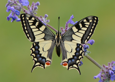 Nature picture: 1. Koninginnenpage